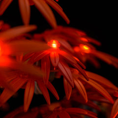 LED-beleuchtungsset für LEGO® The Botanical Collection Japanese Red Maple Bonsai Tree 10348 Upgrade-Version