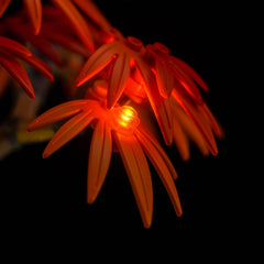 LED-beleuchtungsset für LEGO® The Botanical Collection Japanese Red Maple Bonsai Tree 10348 Upgrade-Version